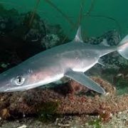 АКУЛЫ В ЧЕРНОМ МОРЕ ИЛИ МАФИЯ БЕССМЕРТНА