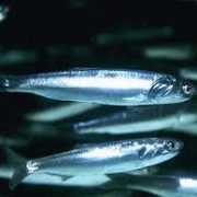 Рыбы Черного моря