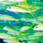 Дары черного моря: отдых для гурманов